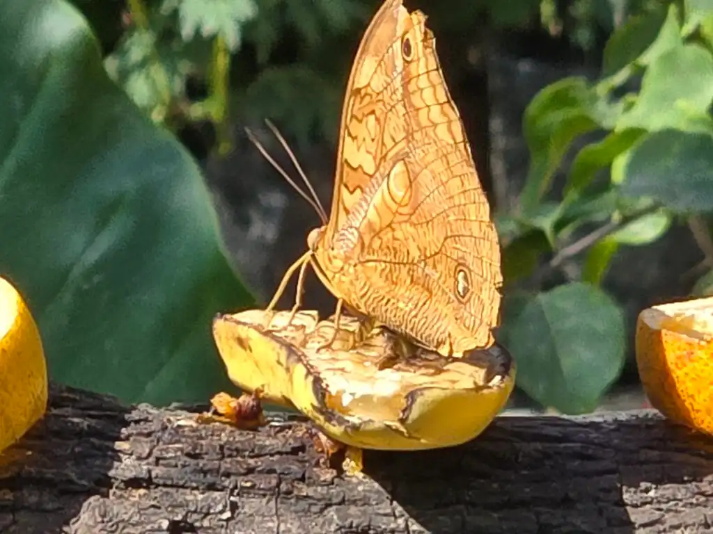 Puerto Vallarta Butterfly Sanctuary