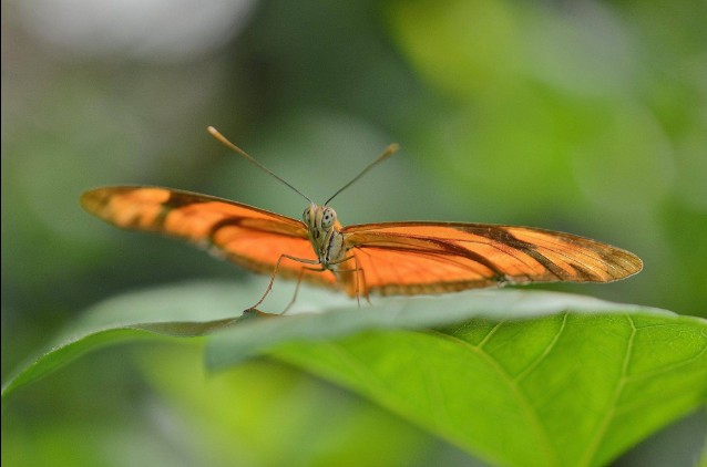Puerto Vallarta Butterfly Sanctuary