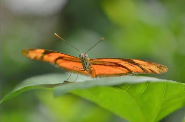 Puerto Vallarta Butterfly Sanctuary