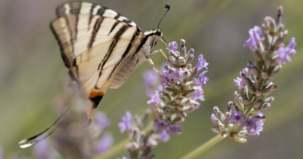 Puerto Vallarta Butterfly Sanctuary