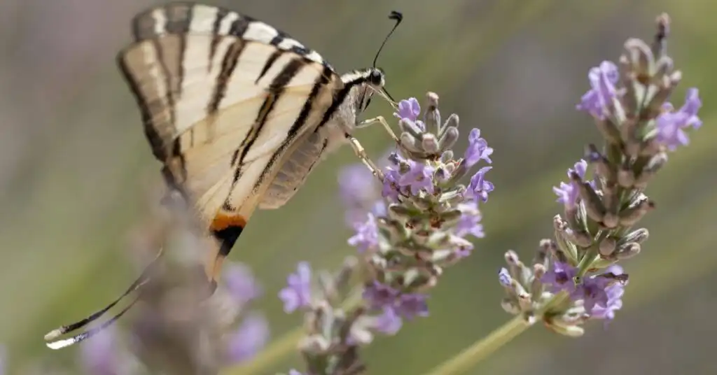 Puerto Vallarta Butterfly Sanctuary