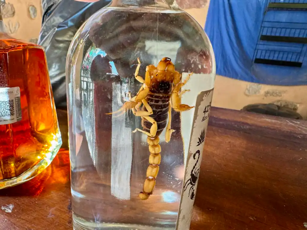 Understanding the Different Types of Tequila Travel Guide Video Review