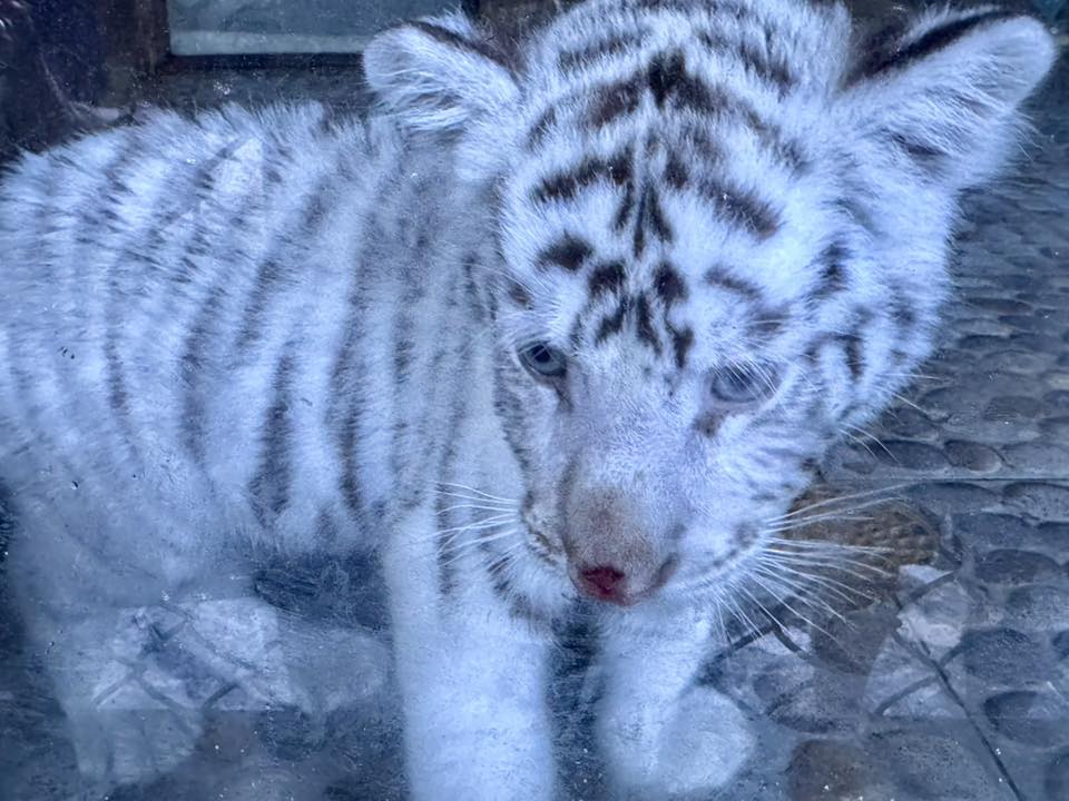 A Day at Puerto Vallarta Zoo