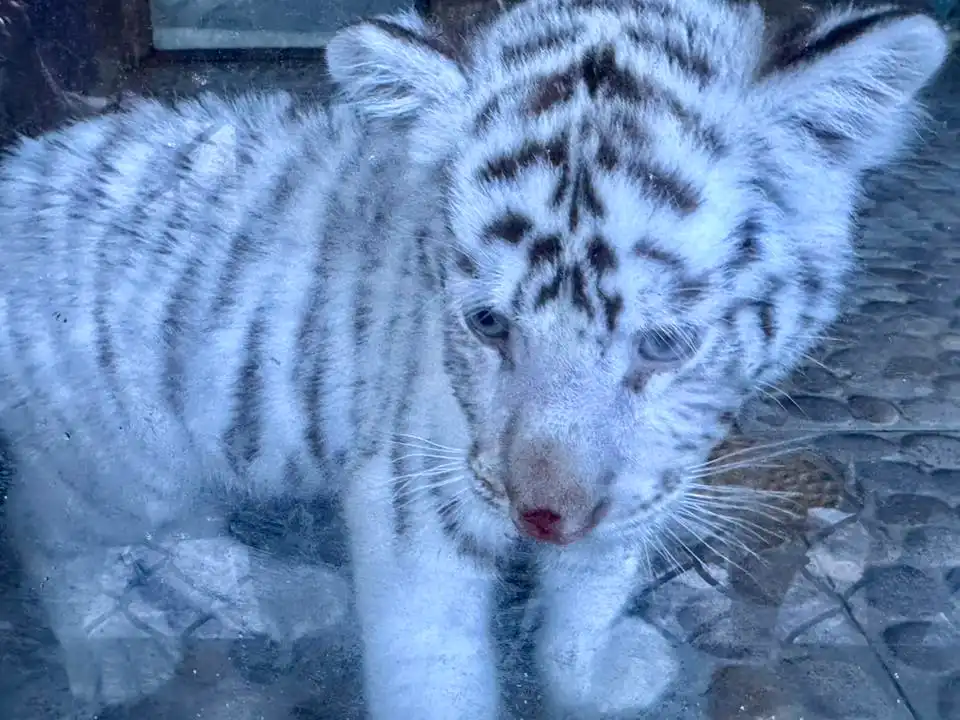 A Day at Puerto Vallarta Zoo 