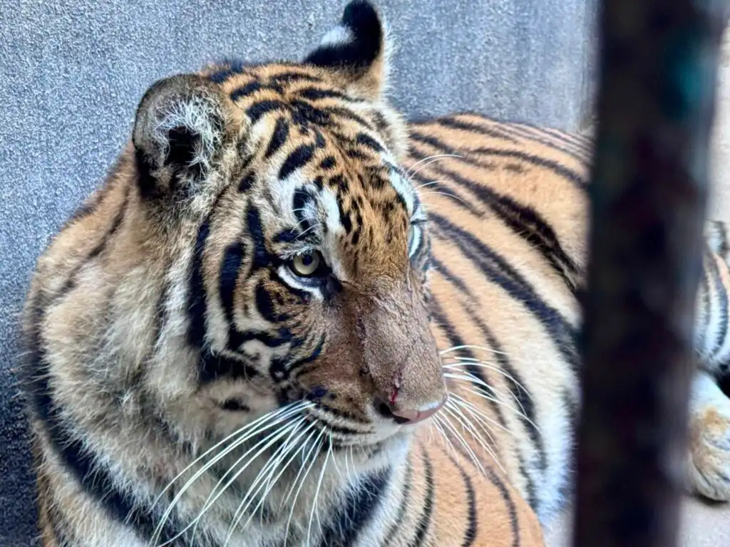 A Day at Puerto Vallarta Zoo 