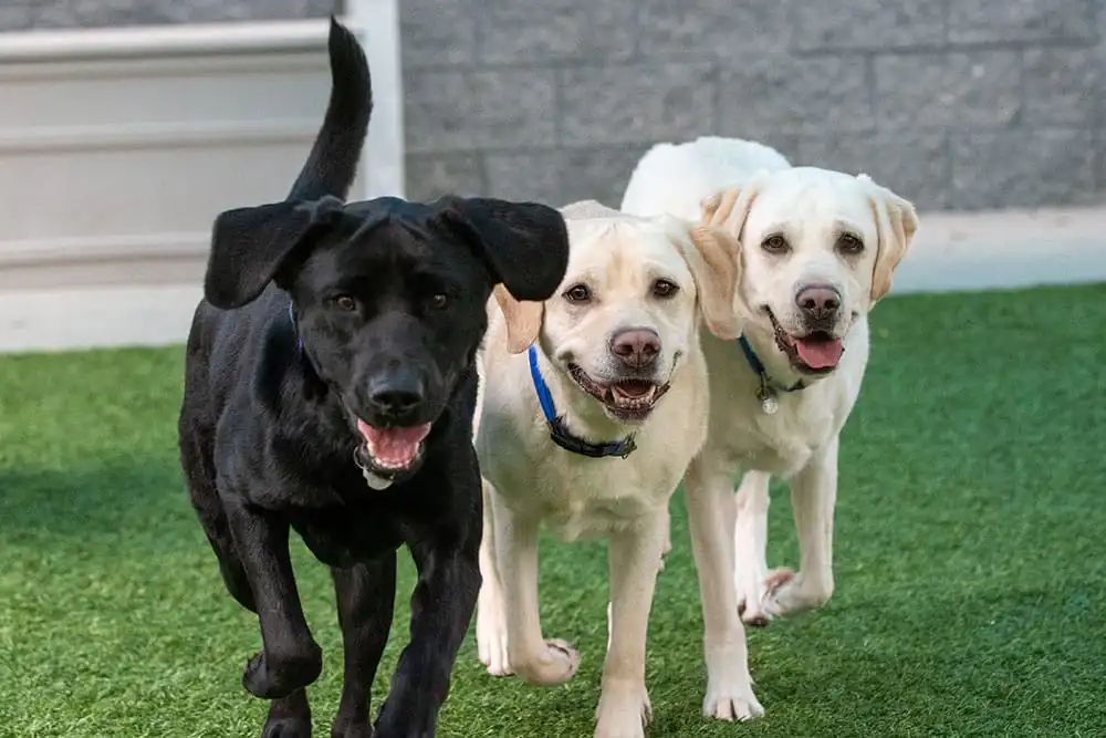Salty Dog Rescue Brigade is a dog rescue organization