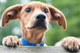 Salty Dog Rescue Brigade is a dog rescue organization