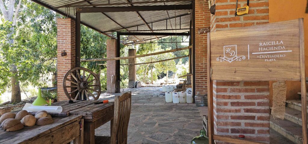 Raicilla Divisadero Jalisco