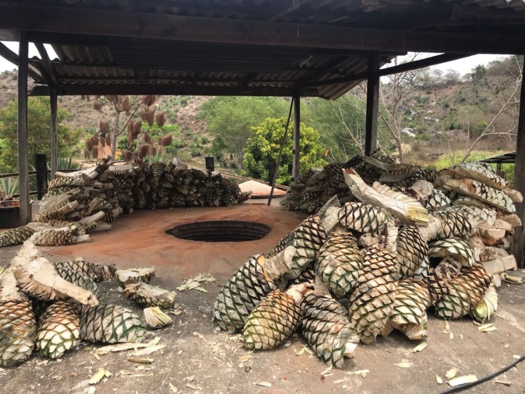 Raicilla Divisadero Jalisco