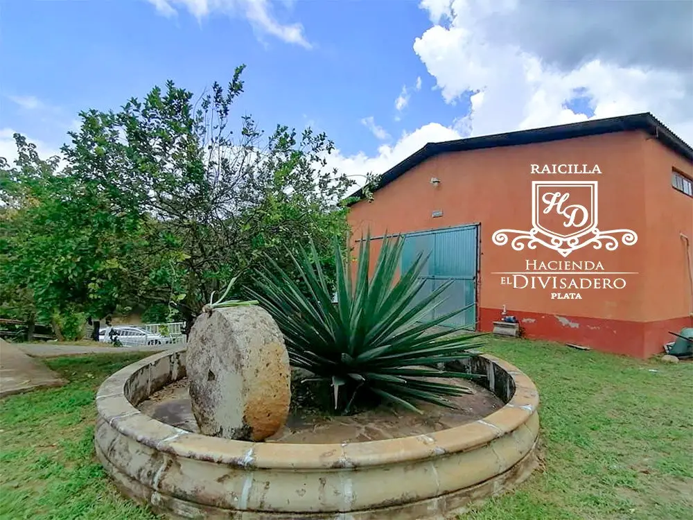 Raicilla Divisadero Jalisco