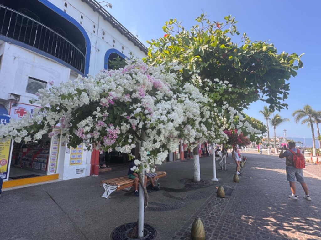 Saturday Stroll the Malecón Puerto Vallarta 