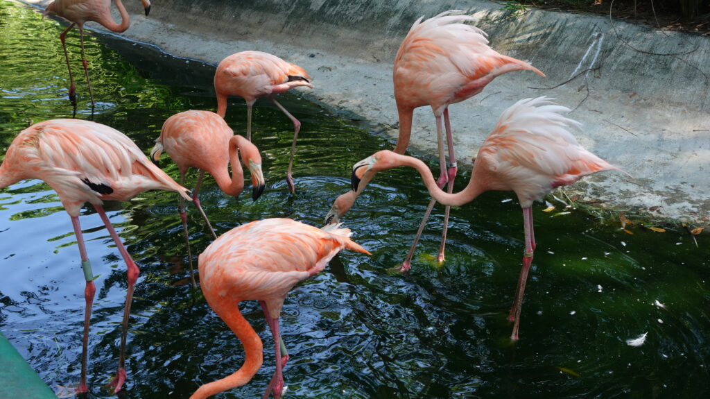 Puerto Vallarta Zoo