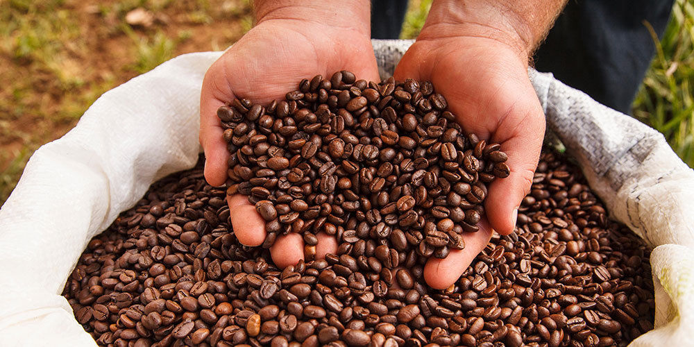 Nayarit Coffee Designation of Origin